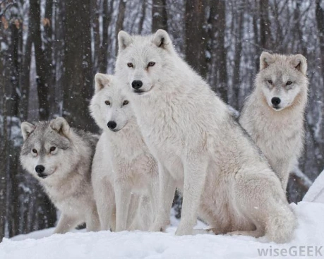 Fichier:R:Loup 2.png