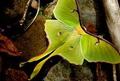 Actias Luna, une espèce de papillon