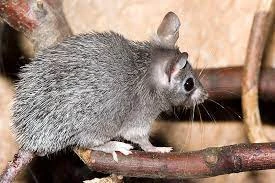 Fichier:R:Acomys (souris épineuse).jpg