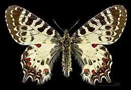 Fichier:R:Le Thais.jpg