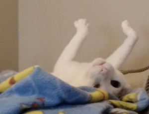 R:Les quatre fer-papattes en l air.jpeg