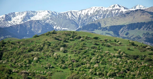 Forêt de Pommiers.jpg