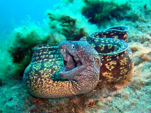 R:Muraena helena-cg11.jpg