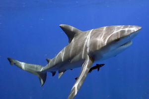 R:Requin animal.jpg