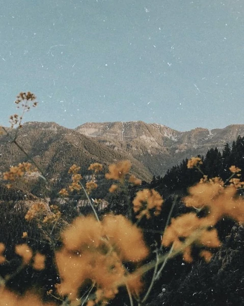 Fichier:R:Cute flowers.webp