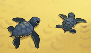 Tortues.png