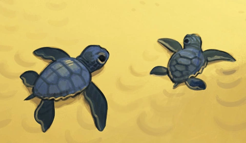 Fichier:Tortues.png