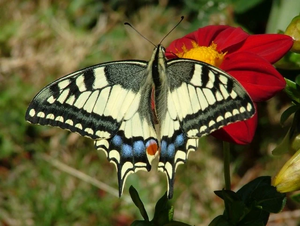 Le machaon.jpg