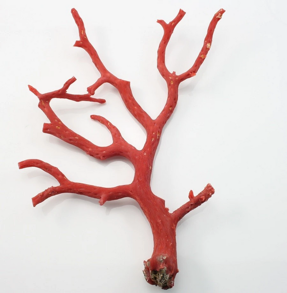 Fichier:R:Branche de Corail.jpg