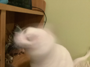 R:Vanille mais en furet.jpeg