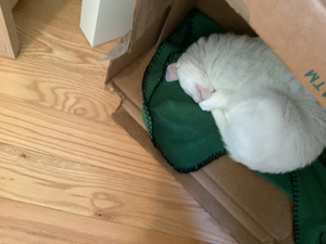 R:Vanille qui fait dodoooo x3.jpeg