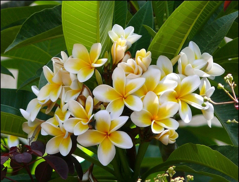 Fichier:R:Frangipanier-plumeria-min.jpg